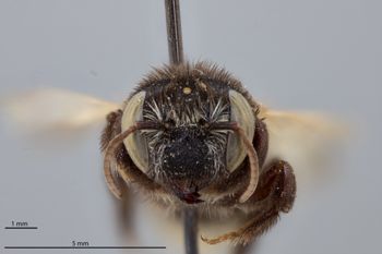 Media type: image;   Entomology 791110 Aspect: head frontal view